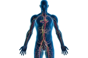 Human body2 Human body2